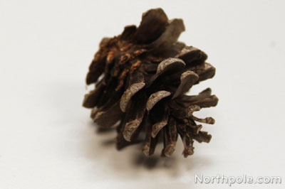 Remove petals from pinecone