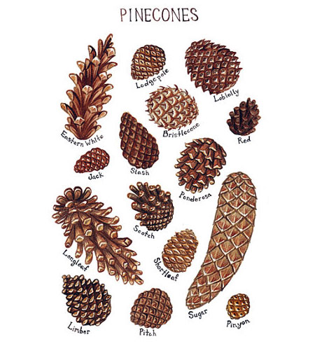 Pinecones Field Guide Print