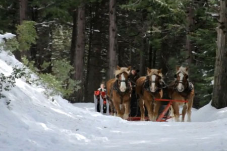 Yosemite Trails Sleigh Rides |  Fish Camp, California