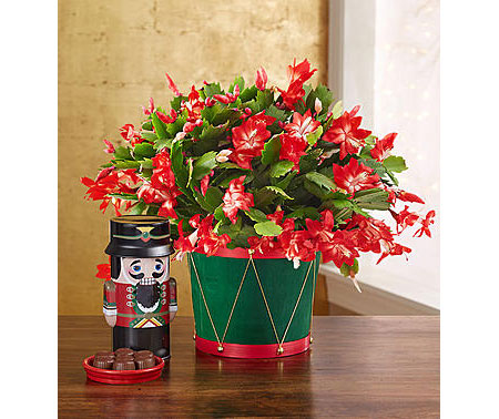 1800Flowers • Christmas Cactus