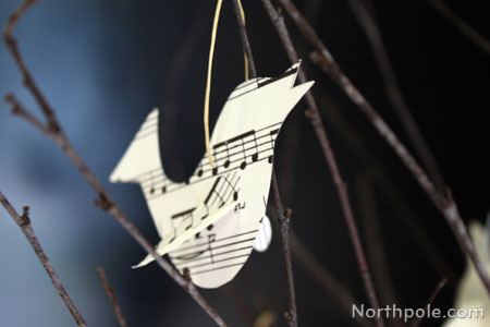 Song Birds