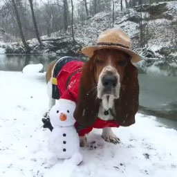 Basset Hound in Snow